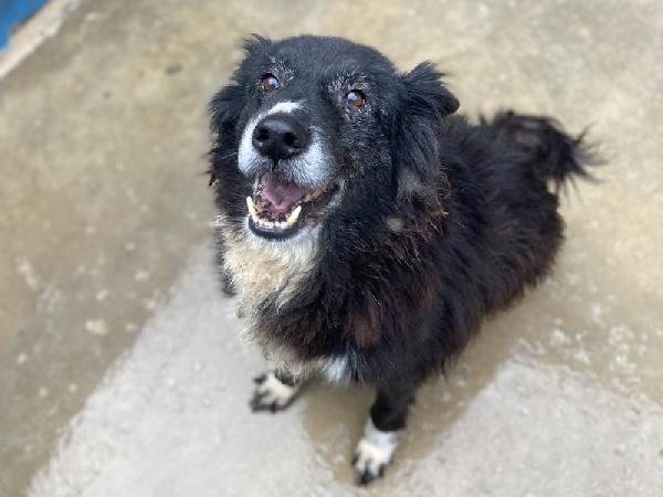 Giuliano socievole e affettuoso Foto 8