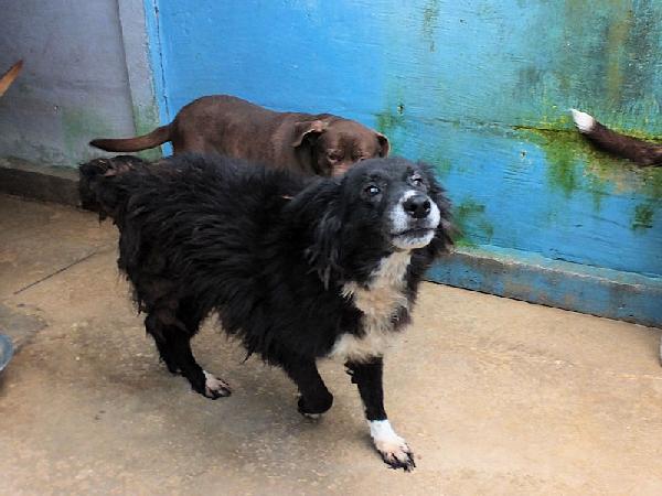 Giuliano socievole e affettuoso Foto 9
