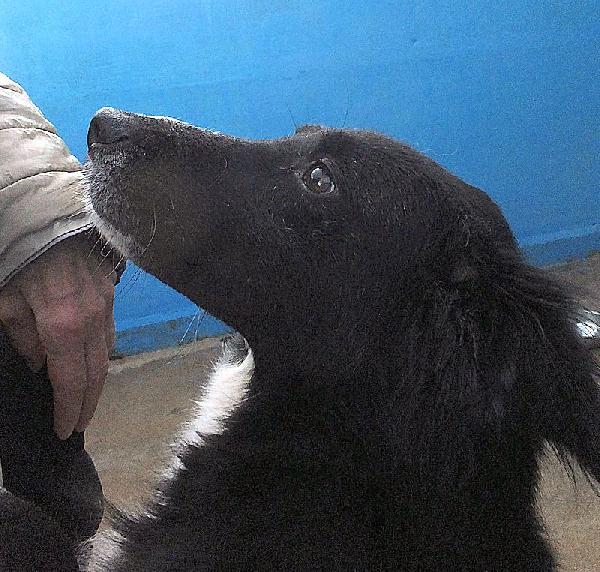 Giuliano socievole e affettuoso Foto 10