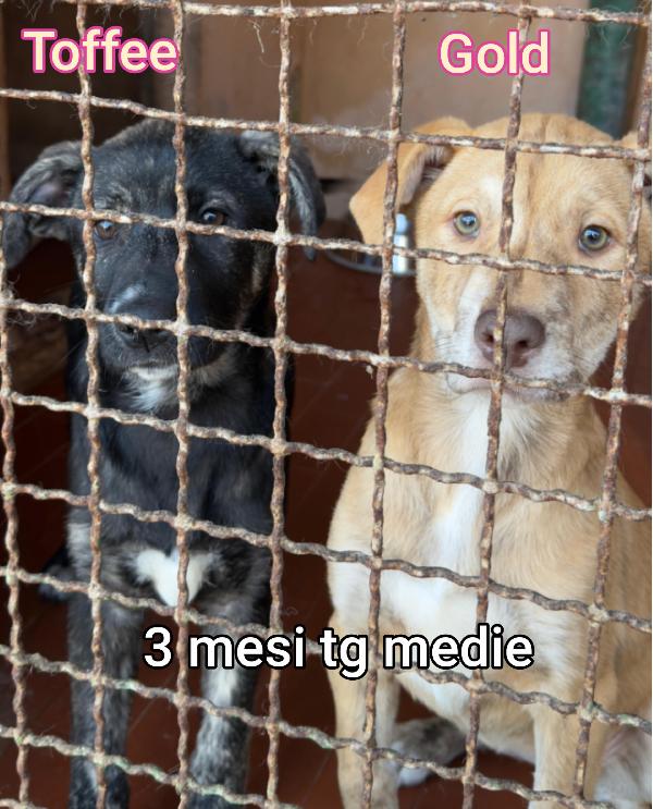 Cucciolotti Cercano Famiglia 