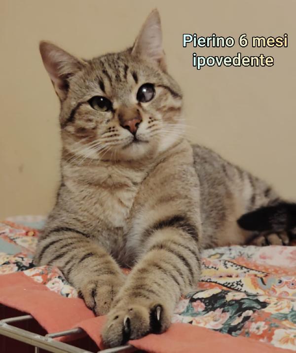 GATTINI ABBANDONATI: EMERGENZA  Foto 3