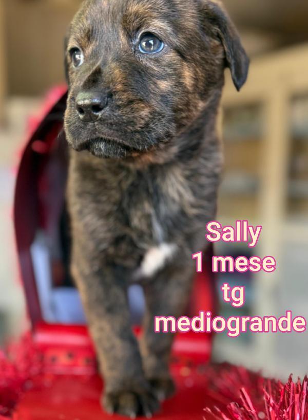 CUCCIOLI TROVATELLI: URGENTE Foto 2