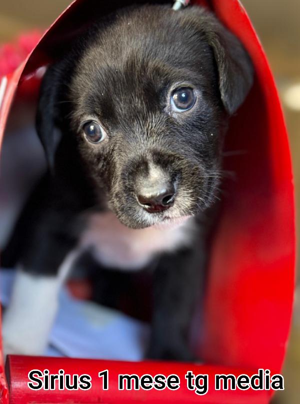 CUCCIOLI TROVATELLI: URGENTE Foto 3