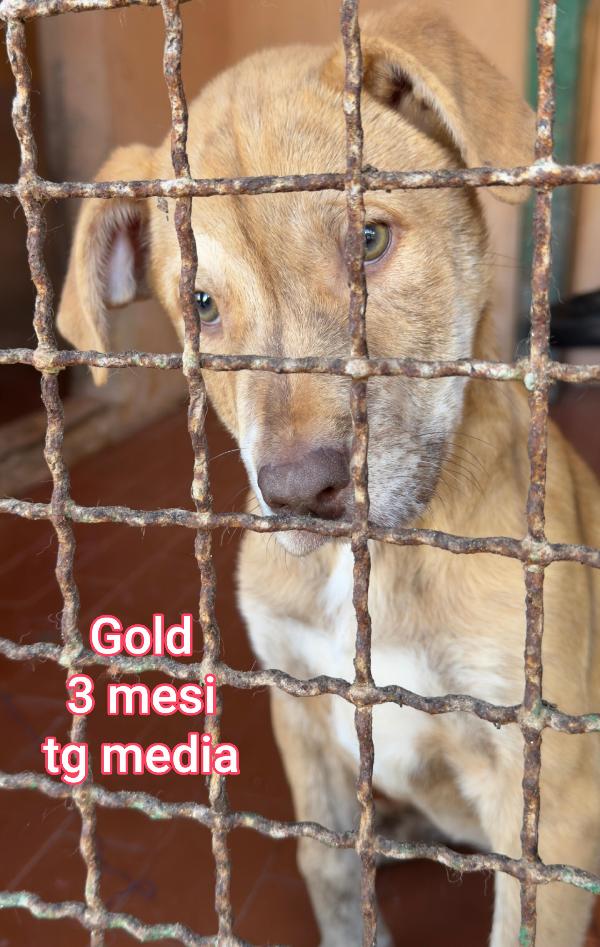 CUCCIOLI TROVATELLI: URGENTE Foto 4