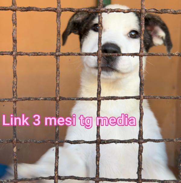 CUCCIOLI TROVATELLI: URGENTE Foto 6