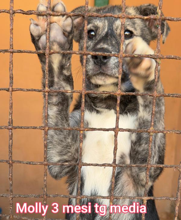 CUCCIOLI TROVATELLI: URGENTE Foto 7