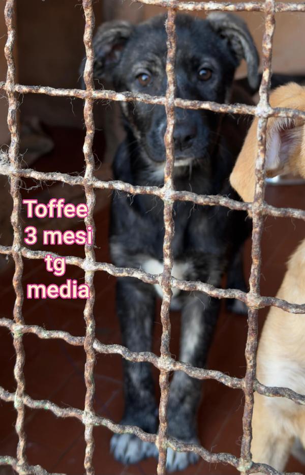 CUCCIOLI TROVATELLI: URGENTE Foto 8