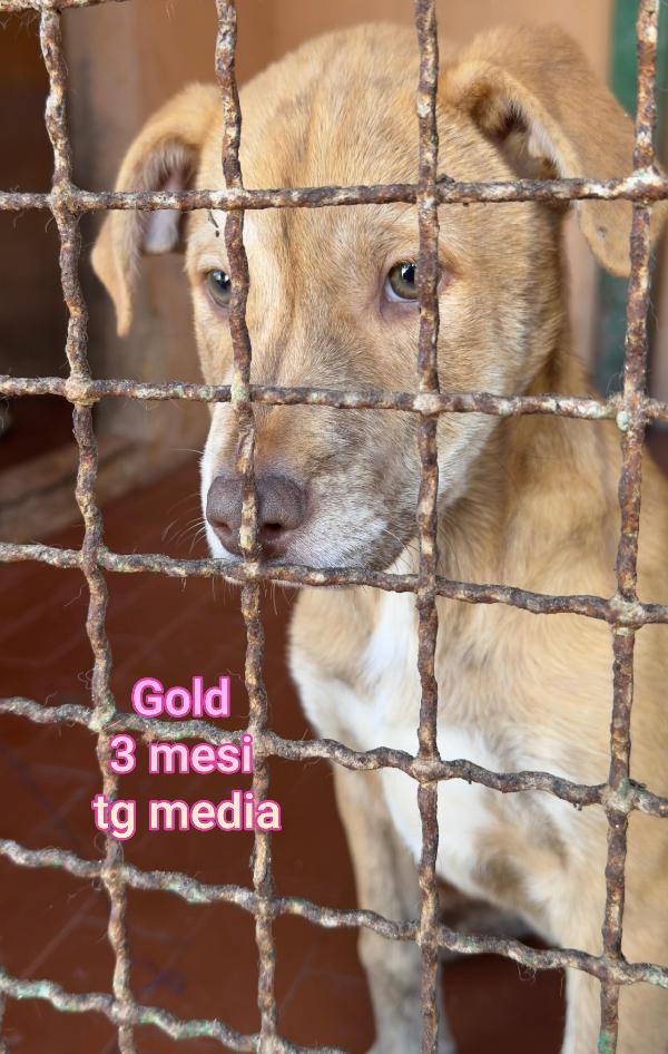 ADOTTA UN CUCCIOLO SENZA CASA  Foto 2