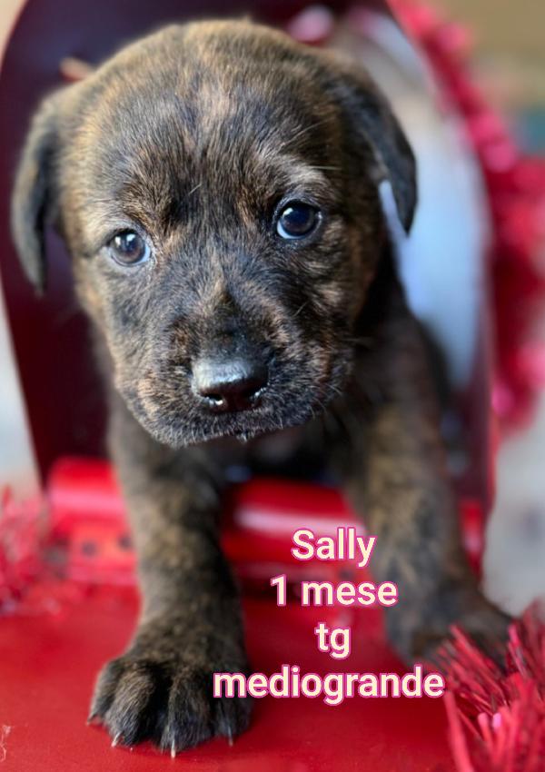 ADOTTA UN CUCCIOLO SENZA CASA  Foto 4