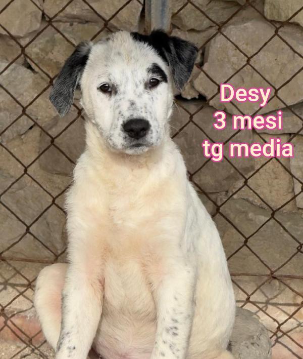 ADOTTA UN CUCCIOLO SENZA CASA  Foto 7