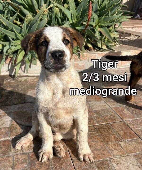 ADOTTA UN CUCCIOLO SENZA CASA  Foto 9