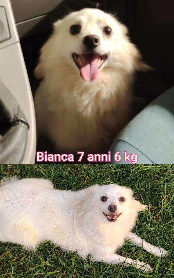 Troppi Piccolini Senza Casa 