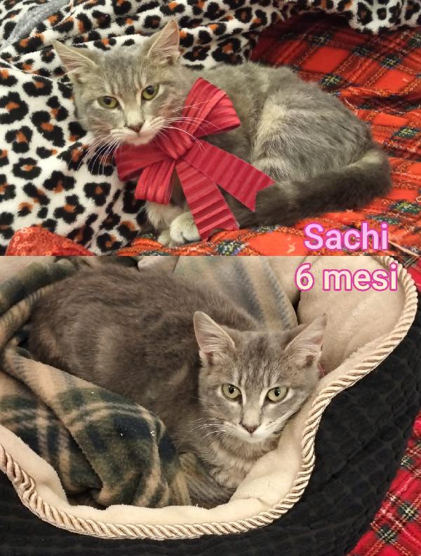 Telefonate Per Salvare Un Gatto