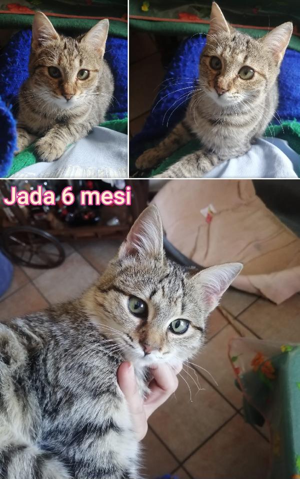 Telefonate per salvare un gatto Foto 7