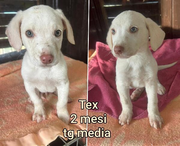 Siamo Sommerse Dai Cuccioli 