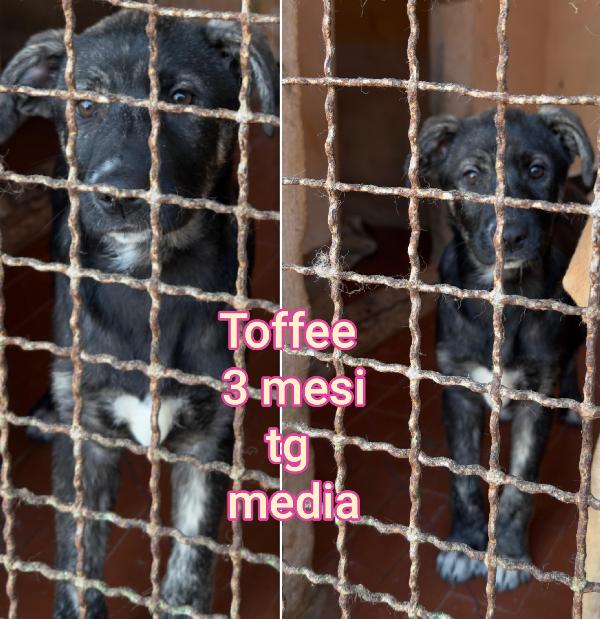 Siamo sommerse dai cuccioli  Foto 2