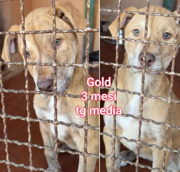 Siamo sommerse dai cuccioli  Foto 3