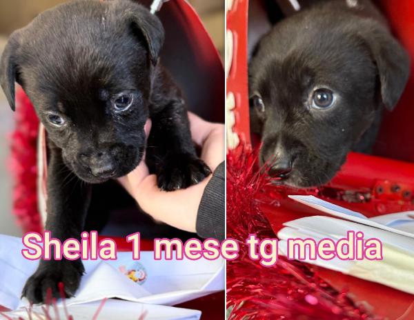 Siamo sommerse dai cuccioli  Foto 4