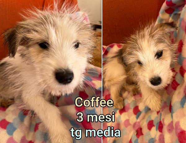 Siamo sommerse dai cuccioli  Foto 9