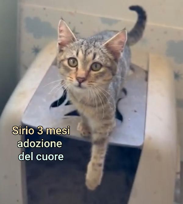 Micini Da Adottare! Urgente 