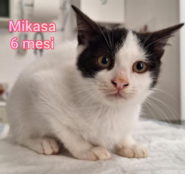 MICINI DA ADOTTARE! URGENTE  Foto 3