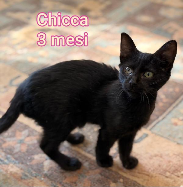 MICINI DA ADOTTARE! URGENTE  Foto 5