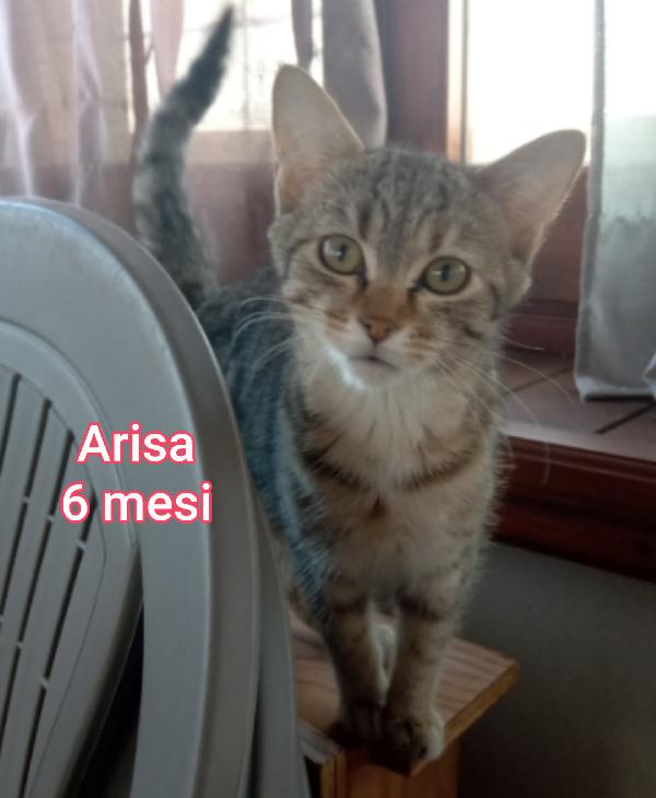 MICINI DA ADOTTARE! URGENTE  Foto 7