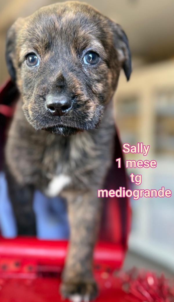 2 mesi: tenerissimi cuccioli  Foto 4