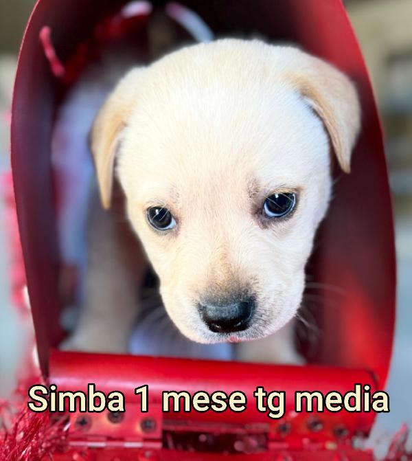 2 mesi: tenerissimi cuccioli  Foto 7