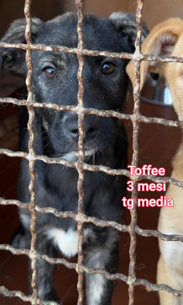 2 mesi: tenerissimi cuccioli  Foto 8