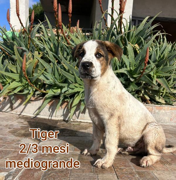 2 mesi: tenerissimi cuccioli  Foto 9