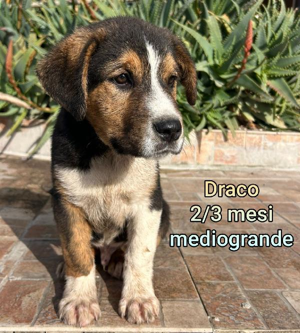 2 mesi: tenerissimi cuccioli  Foto 10