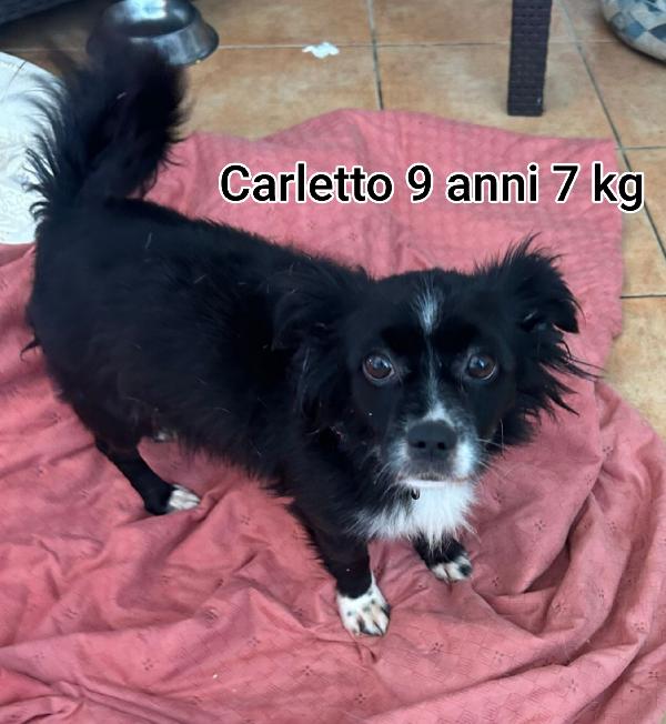 Piccoli cani: entro i 15 chili  Foto 2