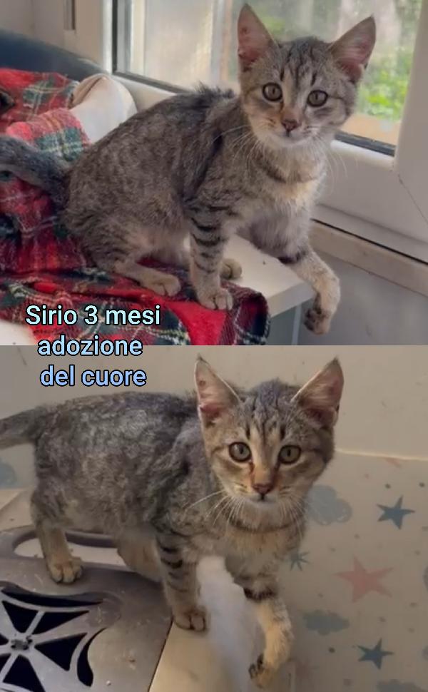 ADORABILI GATTINI! SALVATELI Foto 2