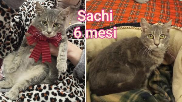 ADORABILI GATTINI! SALVATELI Foto 3