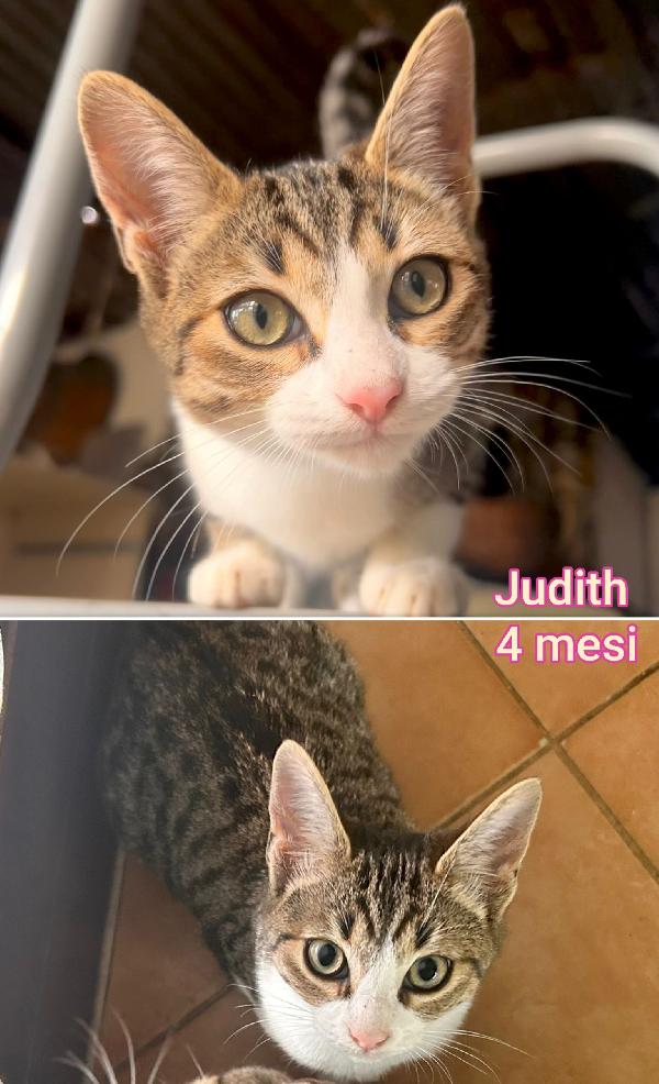 ADORABILI GATTINI! SALVATELI Foto 6