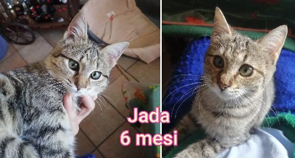 ADORABILI GATTINI! SALVATELI Foto 8