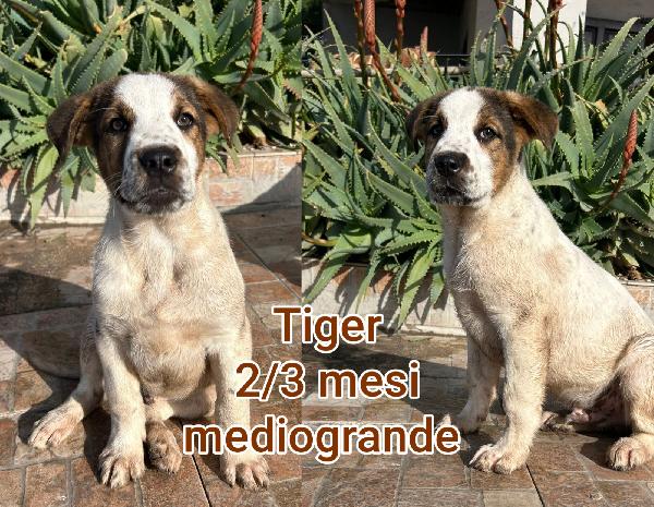 MERAVIGLIOSI CUCCIOLI: 2/3 MESI Foto 2