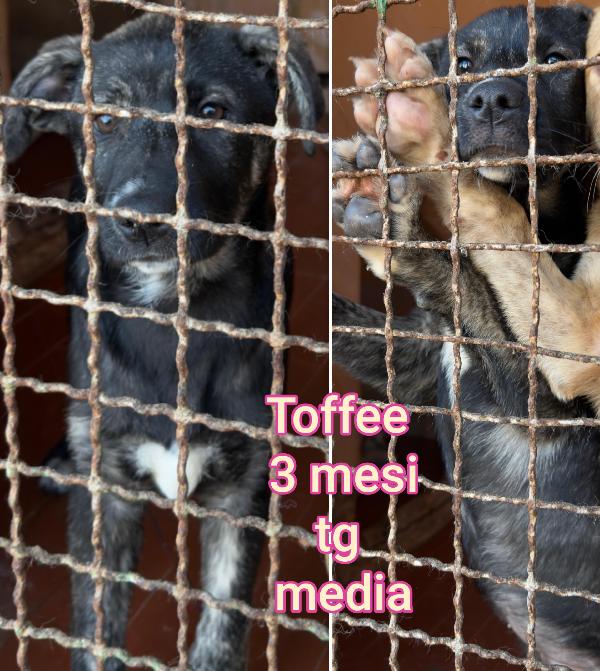 MERAVIGLIOSI CUCCIOLI: 2/3 MESI Foto 3