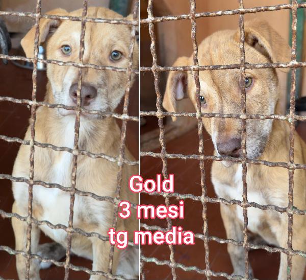 MERAVIGLIOSI CUCCIOLI: 2/3 MESI Foto 4