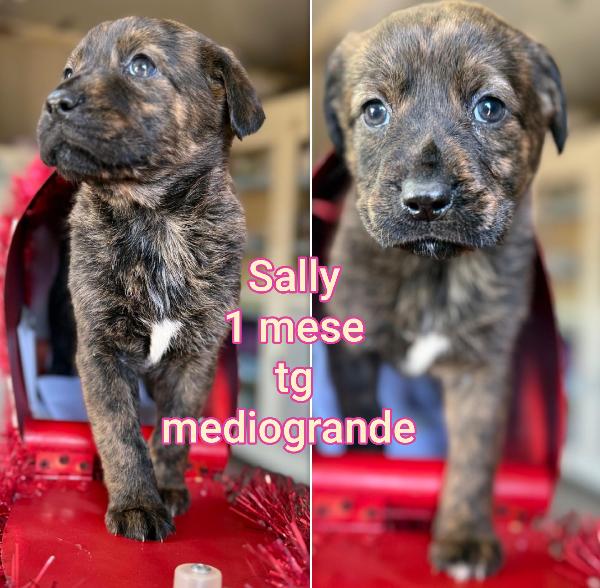 MERAVIGLIOSI CUCCIOLI: 2/3 MESI Foto 6