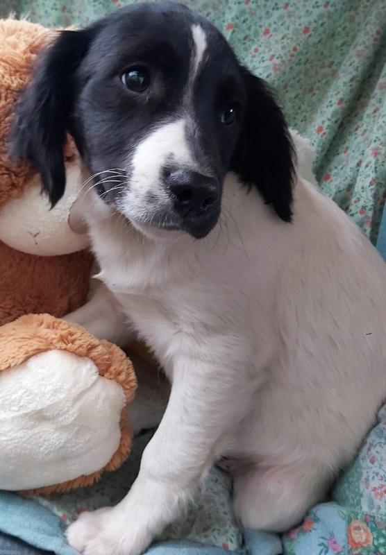 Candy e Mirò mix Breton giovani vivono in 1pessimo posto... Foto 5