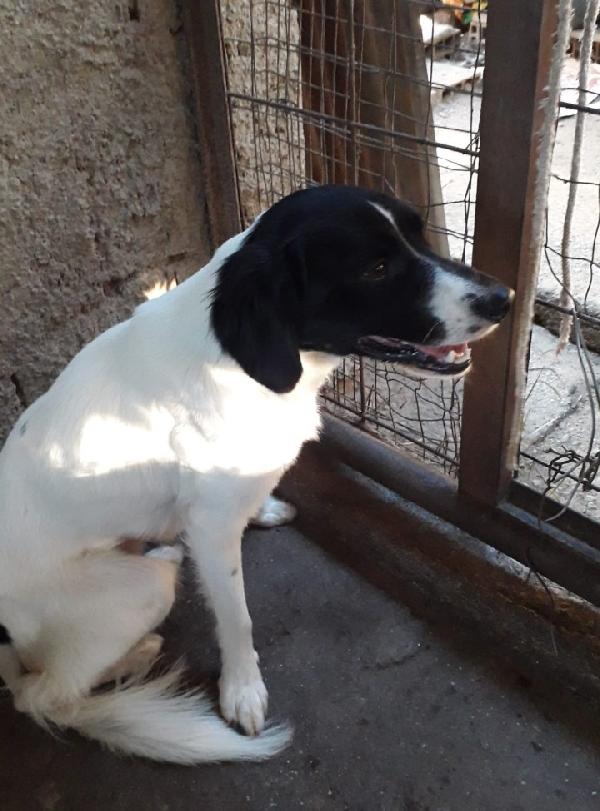 Candy e Mirò mix Breton giovani vivono in 1pessimo posto... Foto 7