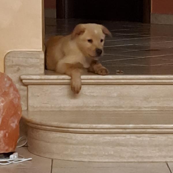 Cucciolo Incrocio Labrador 