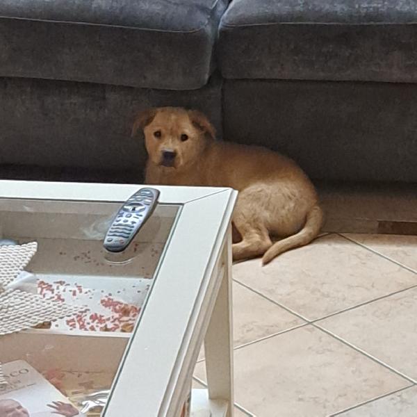 Cucciolo incrocio labrador  Foto 2