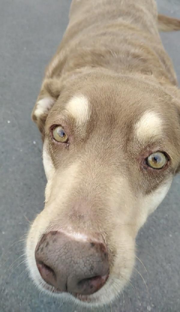 Cagnolino cerca adozione Cipolla Foto 3