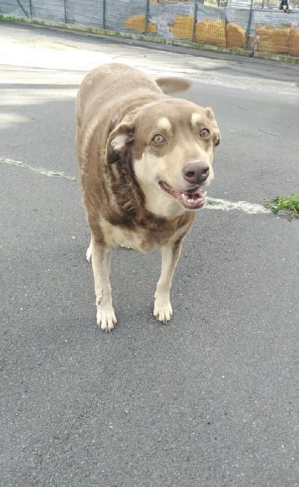 Cagnolino cerca adozione Cipolla Foto 2