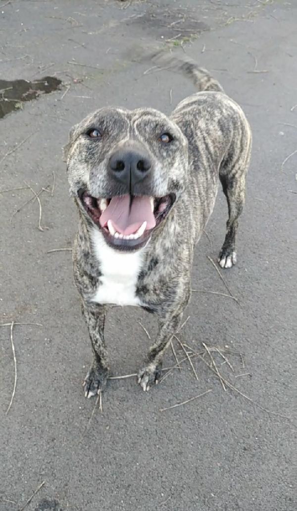Cagnolino Cerca Adozione Coffie