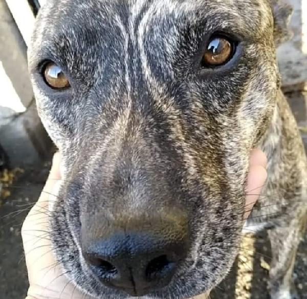 Cagnolino cerca adozione Coffie Foto 2