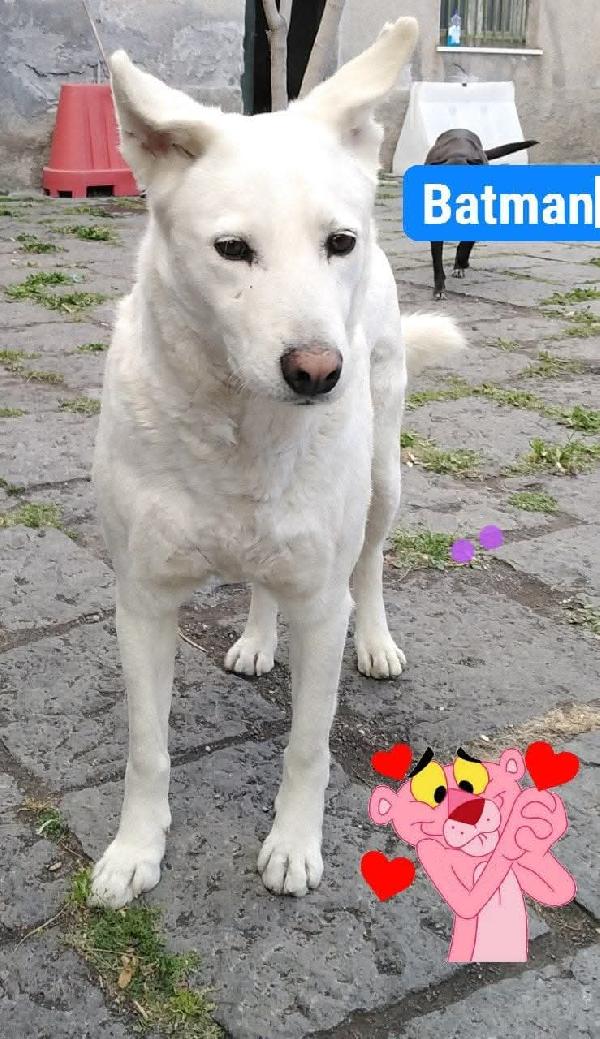 Cagnolino Cerca Adozione Batman 